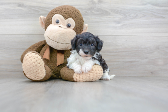 Popular Havapoo Poodle Mix Pup