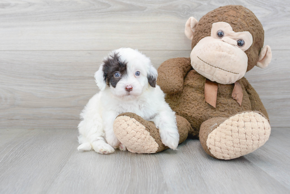 Adorable Havadoodle Poodle Mix Puppy