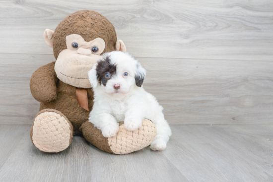 Fluffy Havapoo Poodle Mix Pup