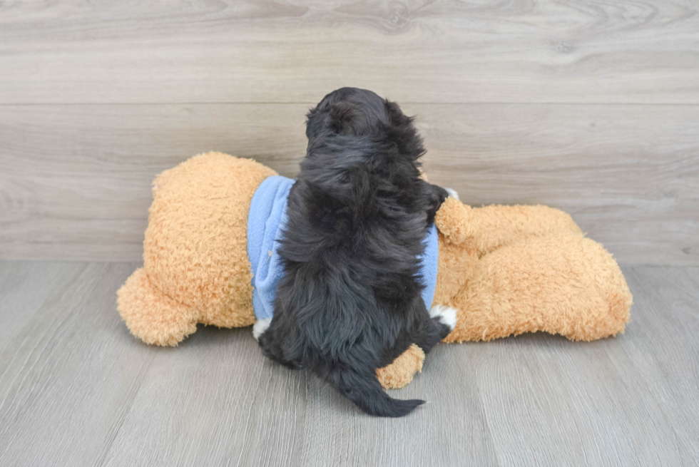 Funny Havapoo Poodle Mix Pup