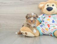 8 week old Havapoo Puppy For Sale - Premier Pups