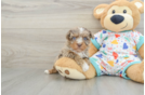 Havapoo Puppy for Adoption