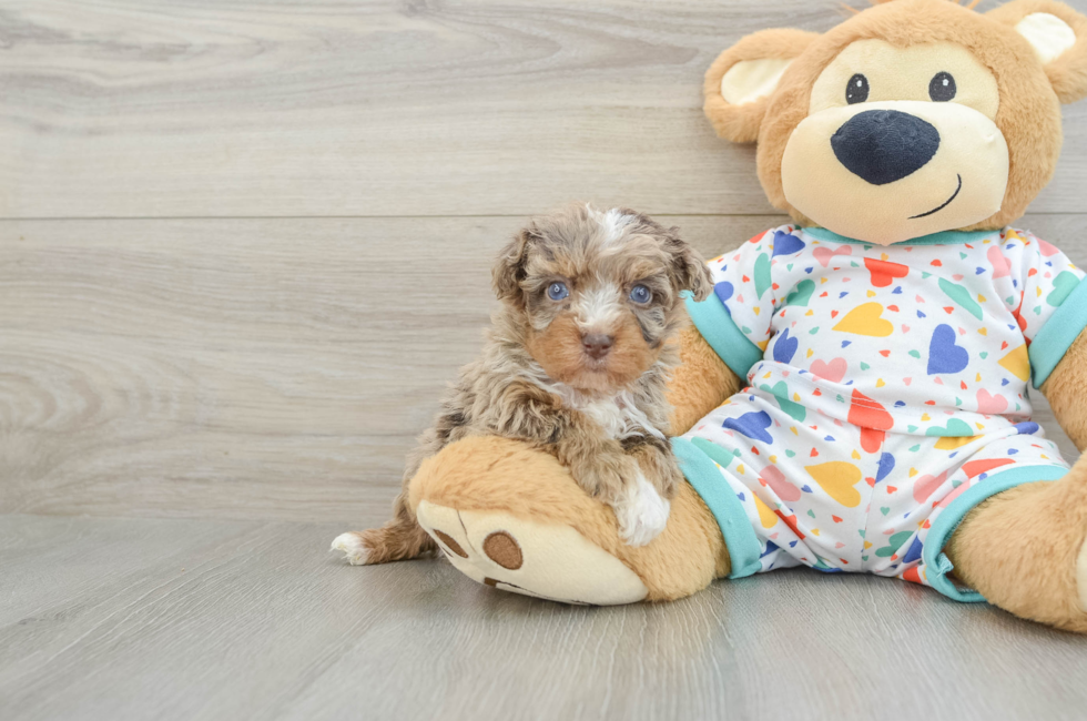 5 week old Havapoo Puppy For Sale - Premier Pups