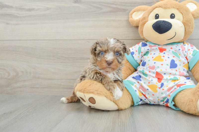 Meet San Juan - our Havapoo Puppy Photo 1/3 - Premier Pups