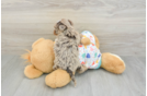 Fluffy Havapoo Poodle Mix Pup