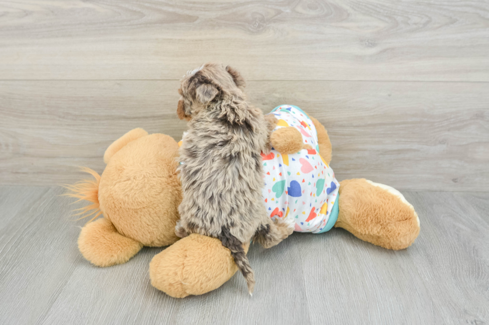 Fluffy Havapoo Poodle Mix Pup