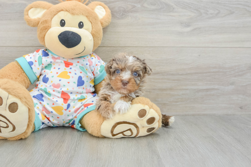 Meet San Juan - our Havapoo Puppy Photo 3/3 - Premier Pups