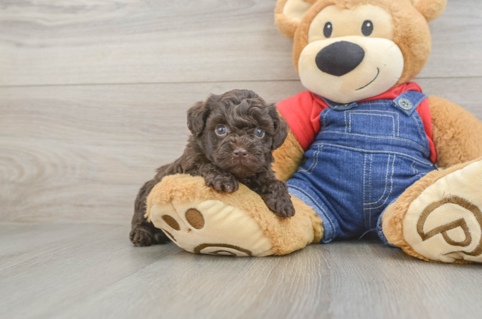 5 week old Havapoo Puppy For Sale - Premier Pups