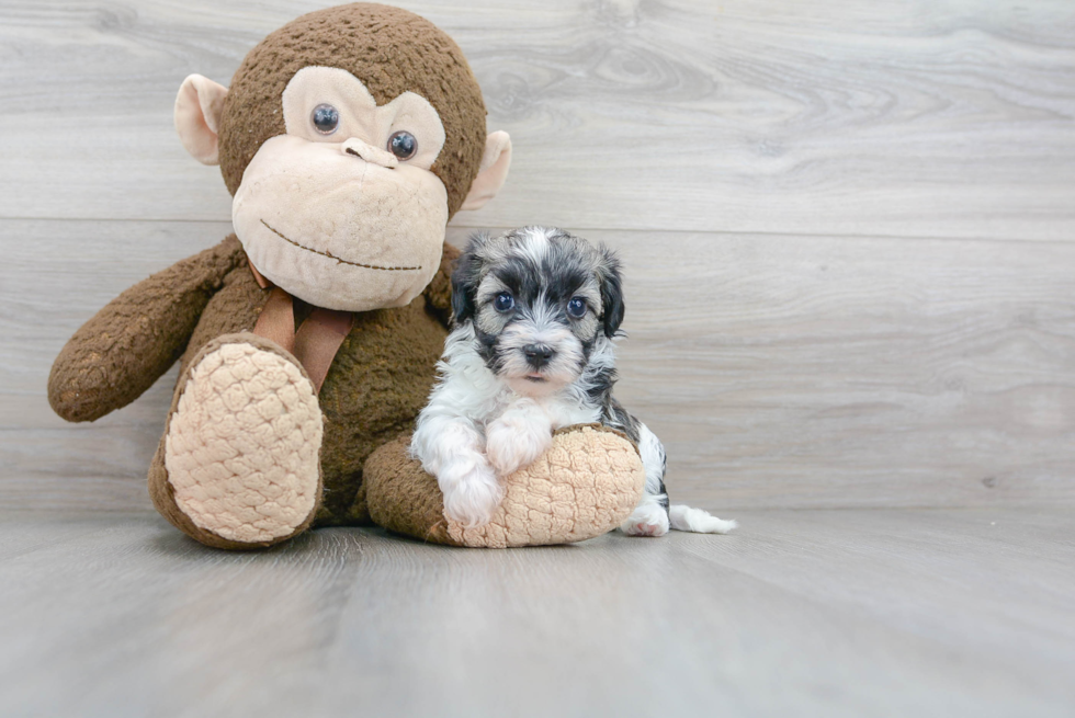Smart Havapoo Poodle Mix Pup