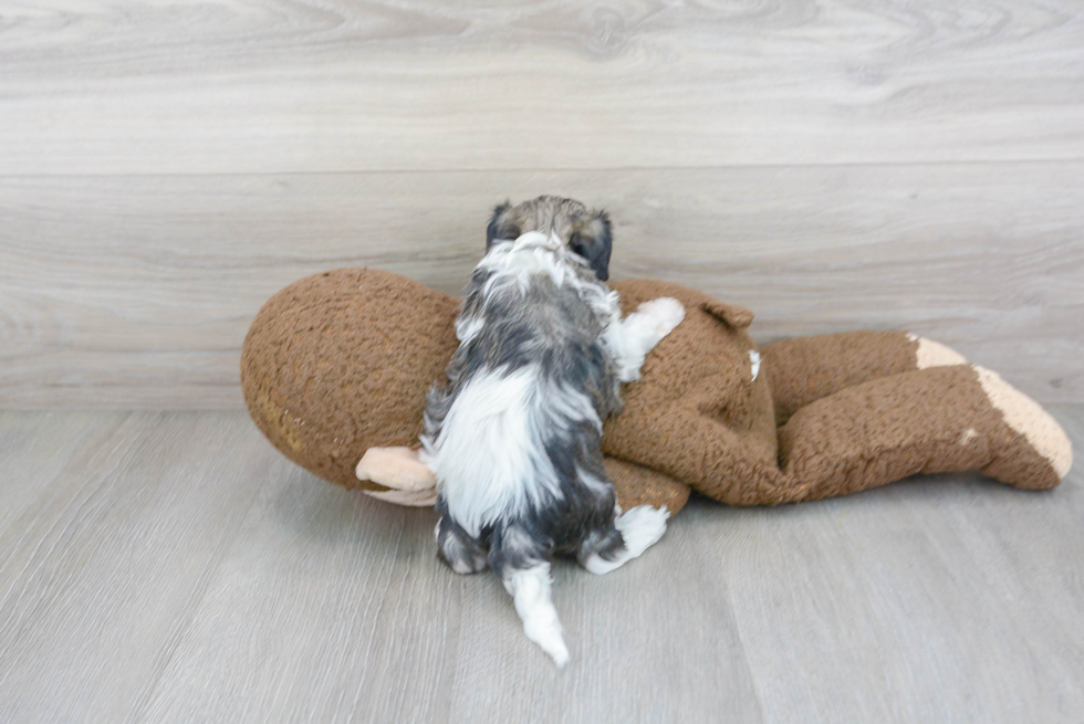 Havapoo Puppy for Adoption