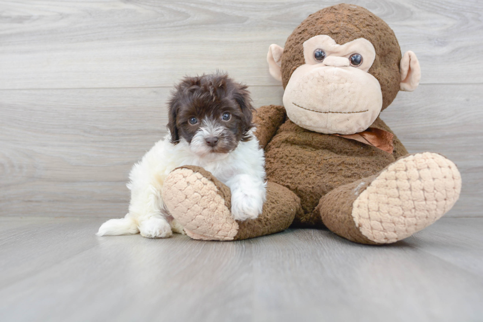 Petite Havapoo Poodle Mix Pup