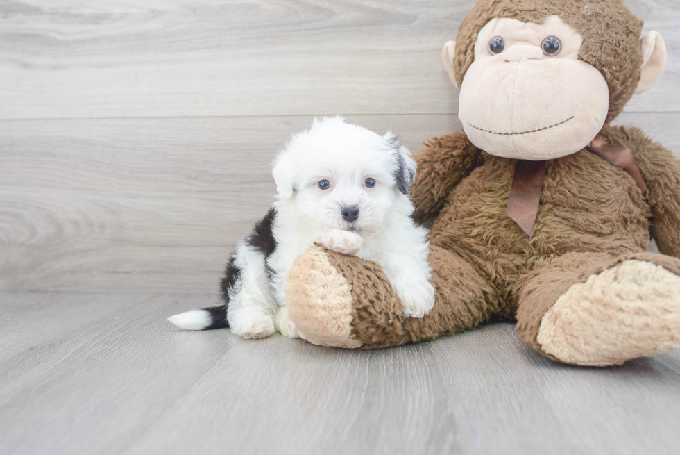 Energetic Havanese Poodle Mix Puppy