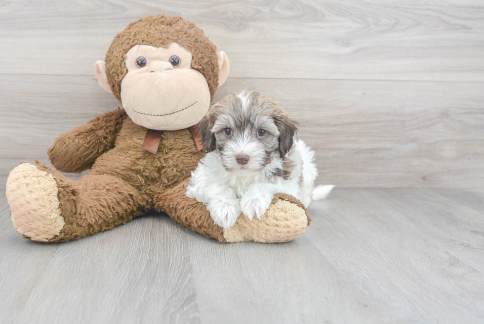 Funny Havapoo Poodle Mix Pup