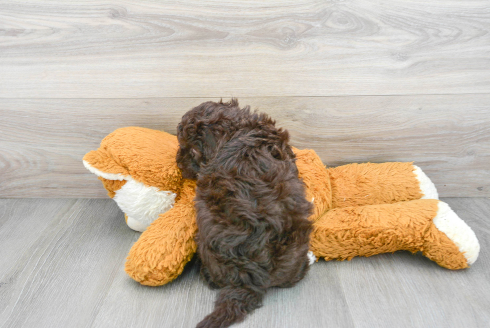 Funny Havapoo Poodle Mix Pup