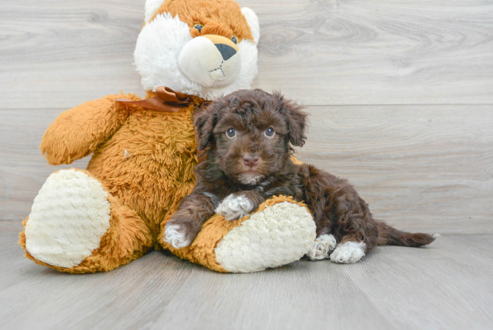 Funny Havapoo Poodle Mix Pup