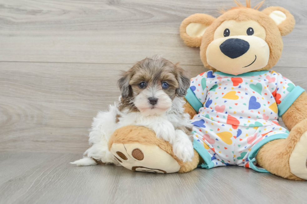 Petite Havapoo Poodle Mix Pup