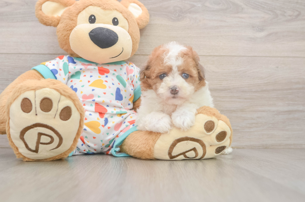 5 week old Havapoo Puppy For Sale - Premier Pups