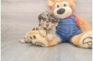 Hypoallergenic Havadoodle Poodle Mix Puppy