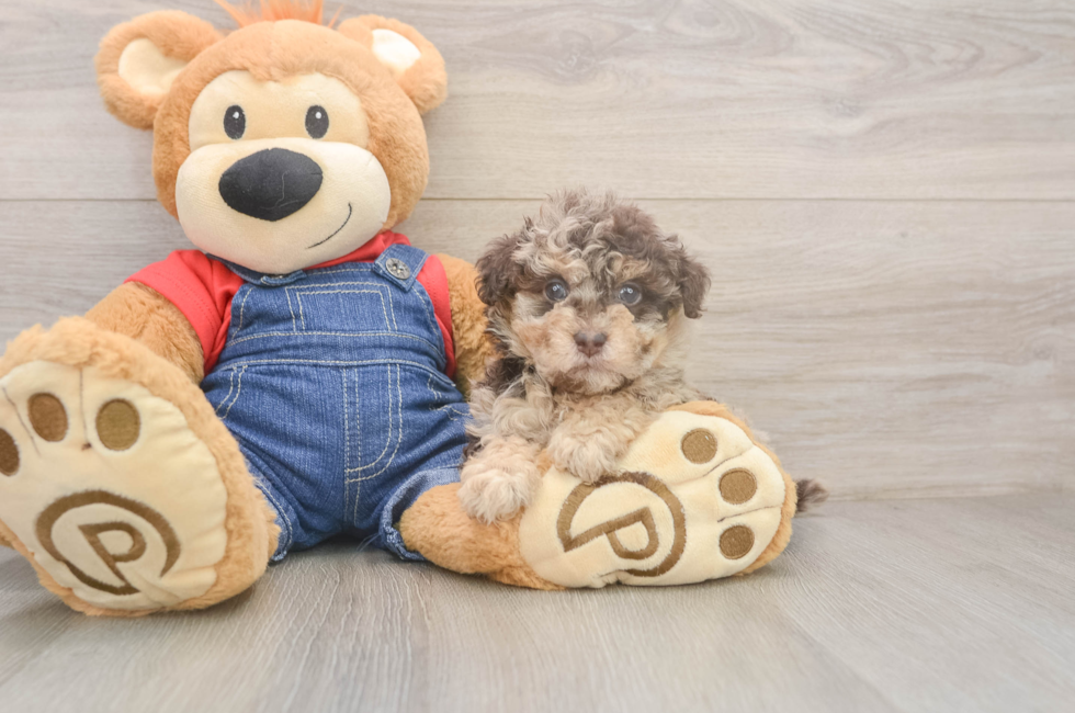 5 week old Havapoo Puppy For Sale - Premier Pups