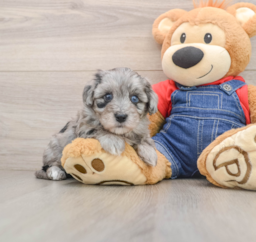 5 week old Havapoo Puppy For Sale - Premier Pups