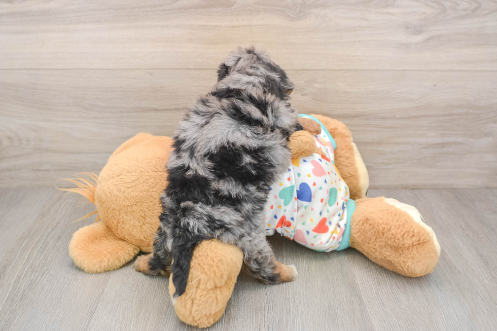 Popular Havapoo Poodle Mix Pup
