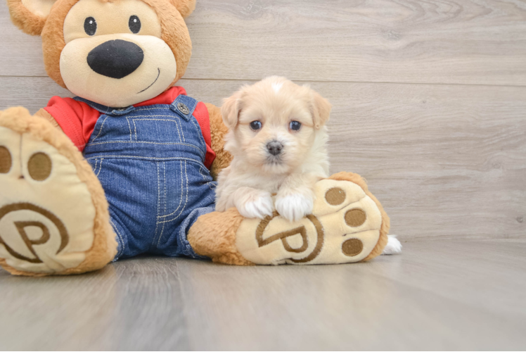 Petite Havapoo Poodle Mix Pup