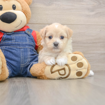 Petite Havapoo Poodle Mix Pup