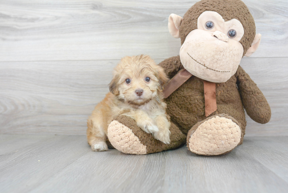 Hypoallergenic Havanese Poodle Mix Puppy