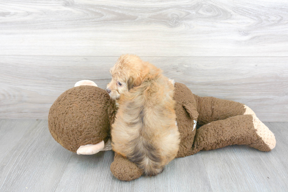 Funny Havapoo Poodle Mix Pup