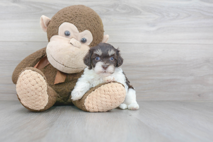 Playful Havadoodle Poodle Mix Puppy