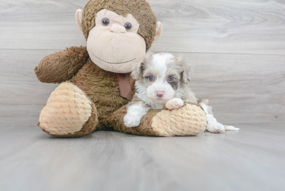 Little Havanese Poodle Mix Puppy