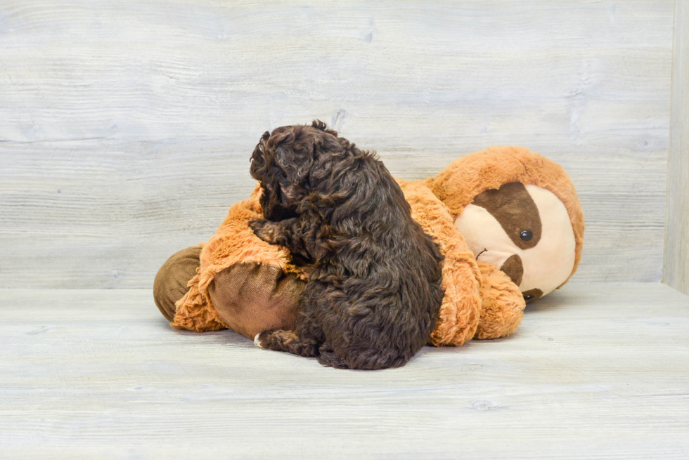 Little Havanese Poodle Mix Puppy