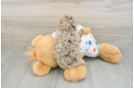 Havapoo Puppy for Adoption