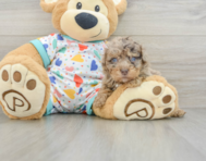 8 week old Havapoo Puppy For Sale - Premier Pups