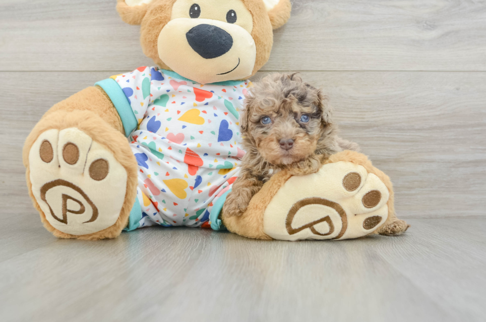 5 week old Havapoo Puppy For Sale - Premier Pups