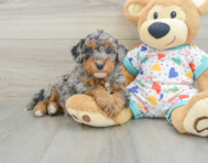 7 week old Havapoo Puppy For Sale - Premier Pups