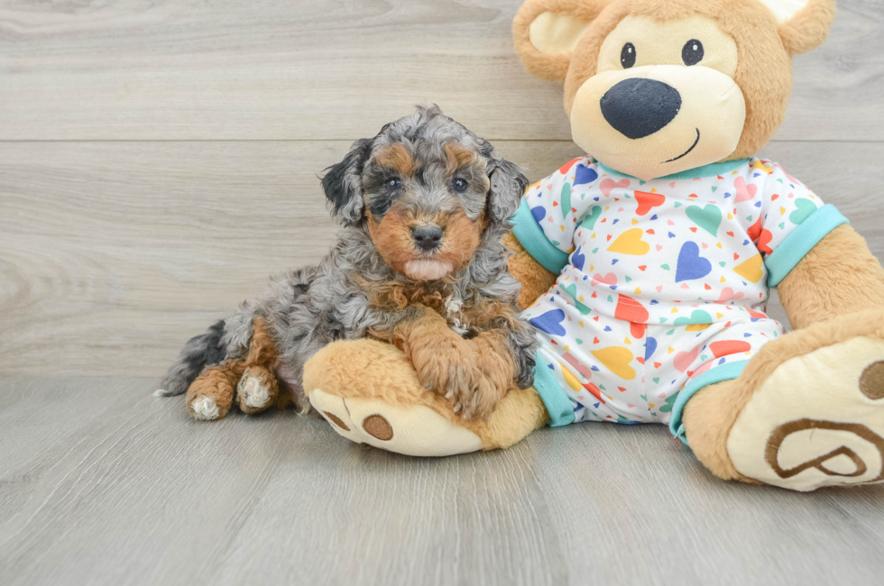 5 week old Havapoo Puppy For Sale - Premier Pups