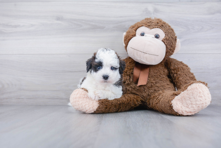 Energetic Havanese Poodle Mix Puppy