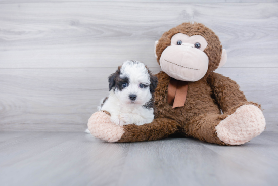 Energetic Havanese Poodle Mix Puppy