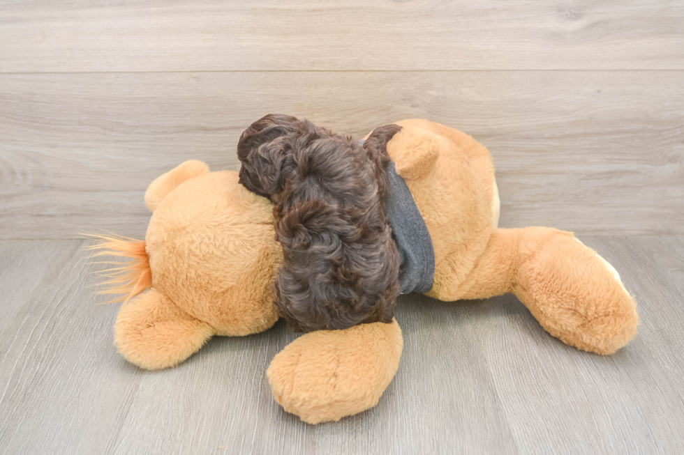 Havapoo Pup Being Cute