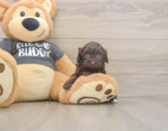 6 week old Havapoo Puppy For Sale - Premier Pups