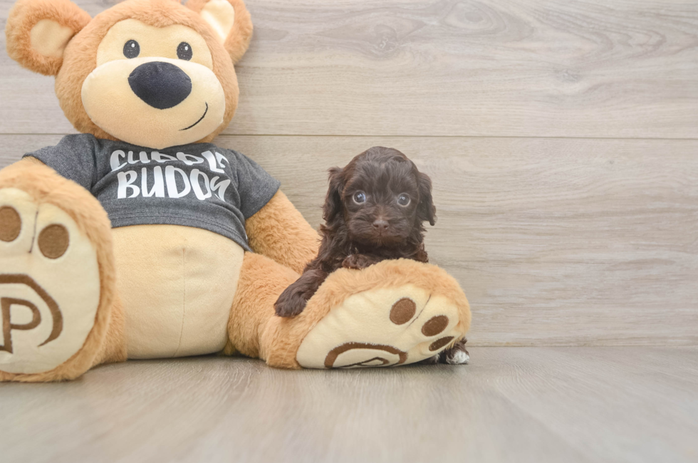 5 week old Havapoo Puppy For Sale - Premier Pups