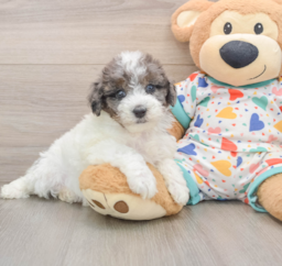 7 week old Havapoo Puppy For Sale - Premier Pups