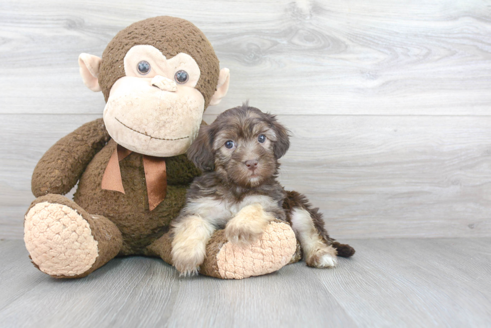 Petite Havapoo Poodle Mix Pup