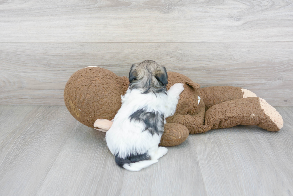 Hypoallergenic Havadoodle Poodle Mix Puppy