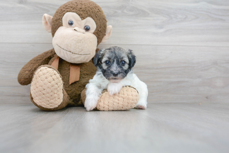 Playful Havadoodle Poodle Mix Puppy