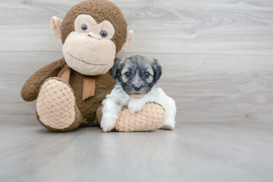 Playful Havadoodle Poodle Mix Puppy