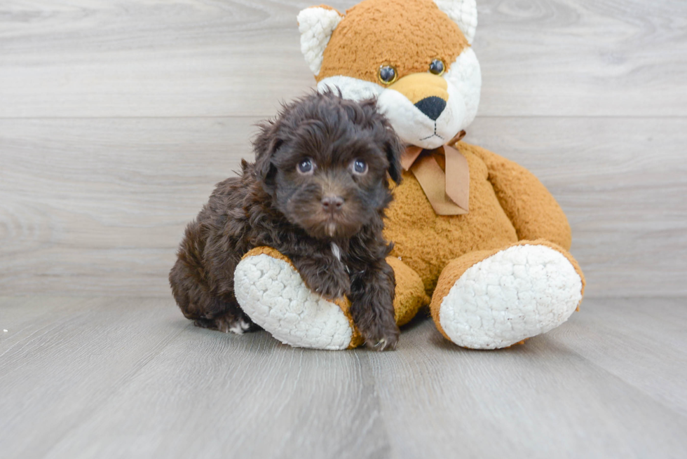 Adorable Havanese Poodle Mix Puppy