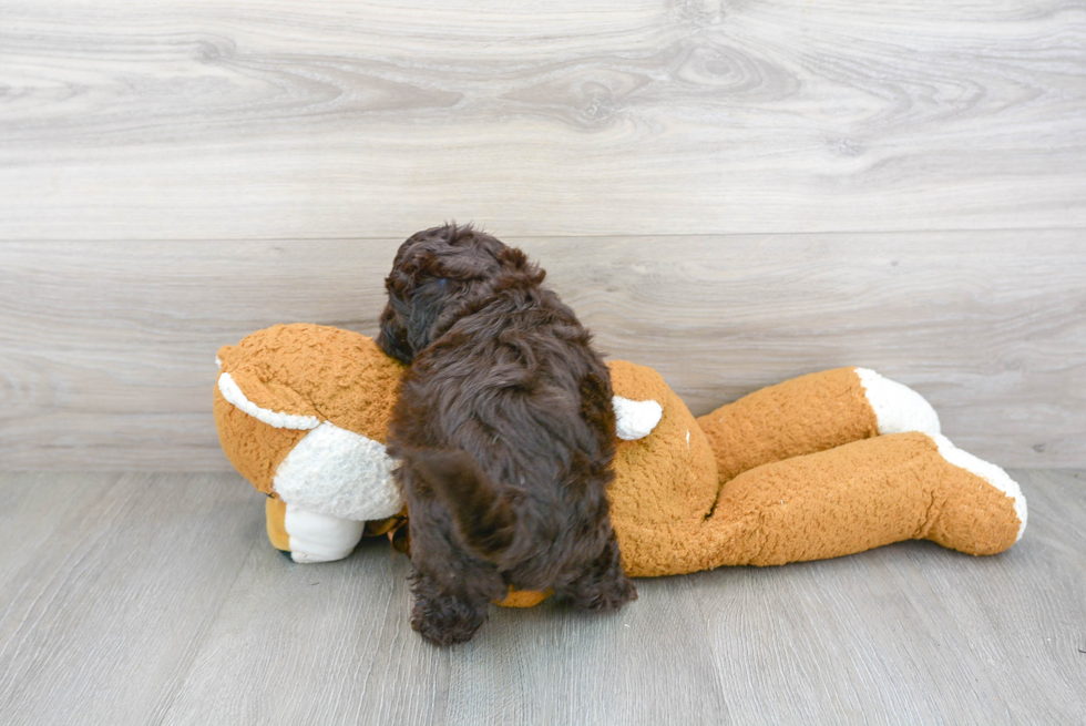 Energetic Havanese Poodle Mix Puppy