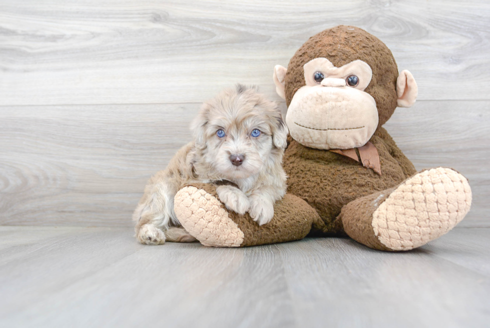 Energetic Havadoodle Poodle Mix Puppy